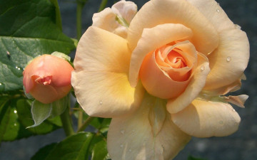 Картинка цветы розы