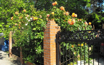 Картинка геленджик цветы розы