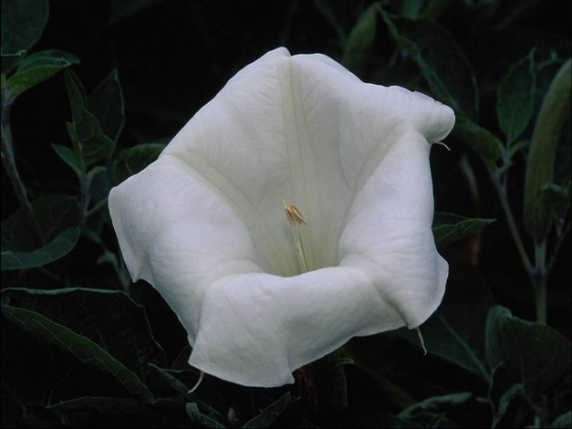 Обои картинки фото цветы, бругмансия, дурман, трубы, ангела