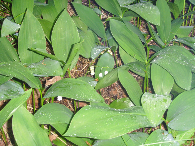 Обои картинки фото цветы, ландыши