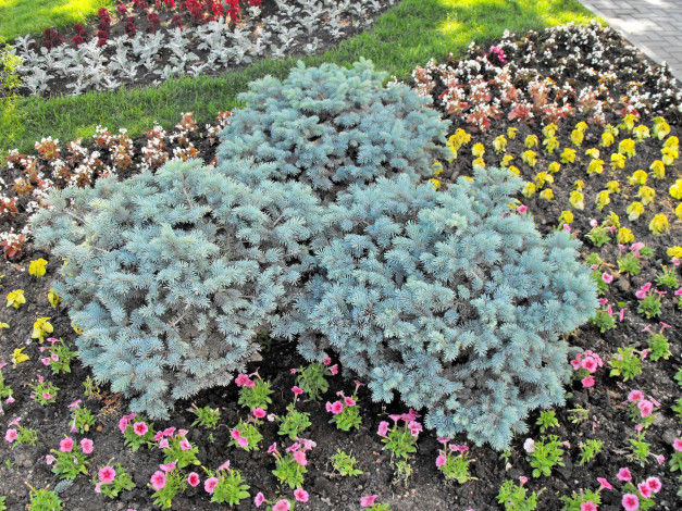 Обои картинки фото цветы, разные, вместе