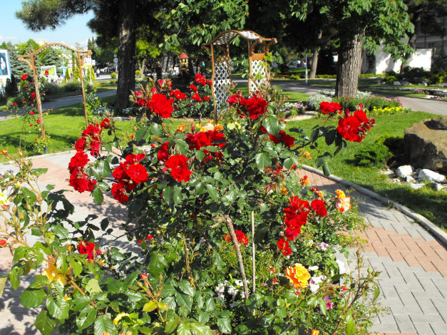 Обои картинки фото цветы, розы