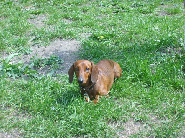 Обои картинки фото на, лоне, природы, животные, собаки