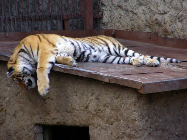 Обои картинки фото животные, тигры