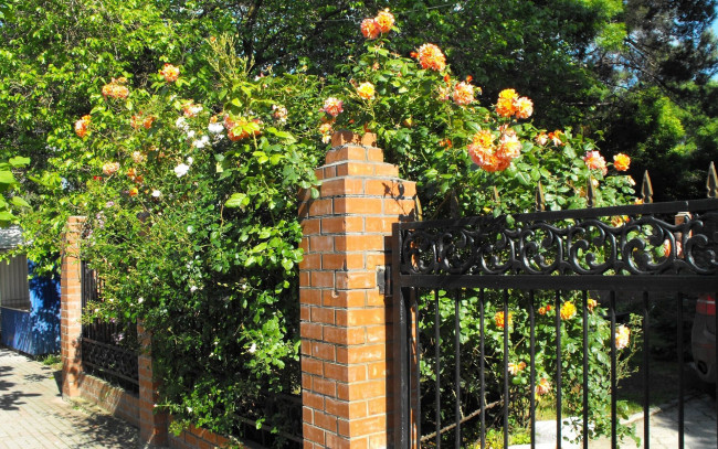 Обои картинки фото геленджик, цветы, розы