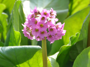 Картинка цветы