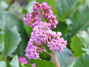 Картинка цветы