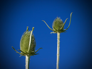 Картинка цветы Чертополох репейник