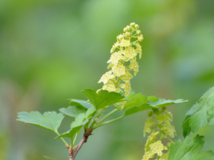 Картинка цветы цветущие деревья кустарники