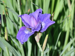 Картинка цветы ирисы