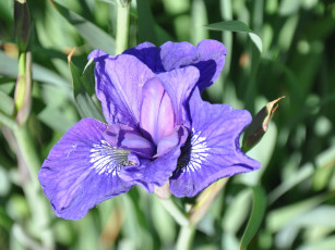 Картинка цветы ирисы