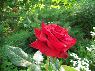 Картинка цветы розы