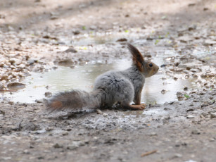 Картинка животные белки
