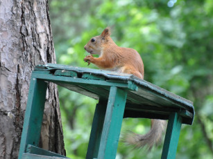 обоя животные, белки