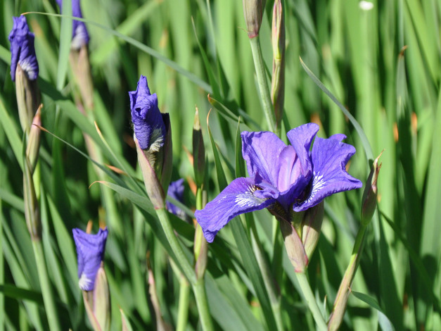 Обои картинки фото цветы, ирисы