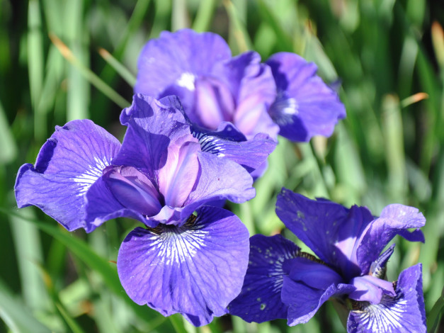 Обои картинки фото цветы, ирисы