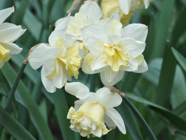 Обои картинки фото цветы, нарциссы