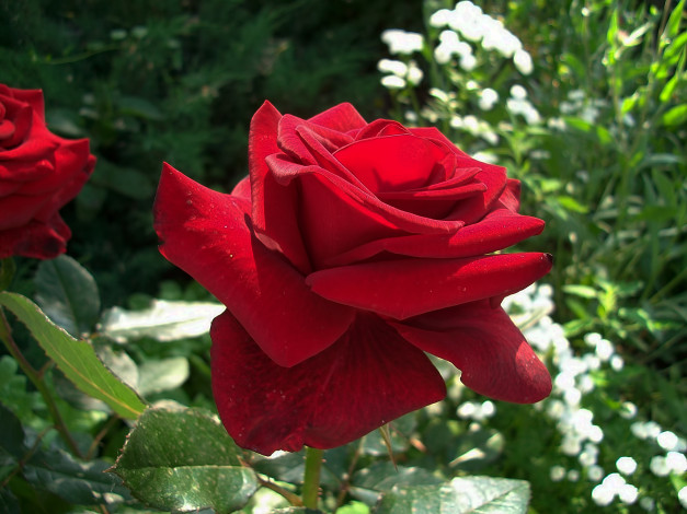 Обои картинки фото цветы, розы