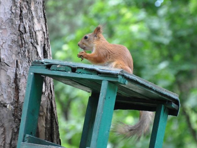 Обои картинки фото животные, белки