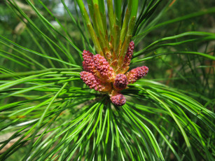 Картинка цветущий кедр тверская обл природа макро деревья