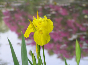 Картинка цветы ирисы