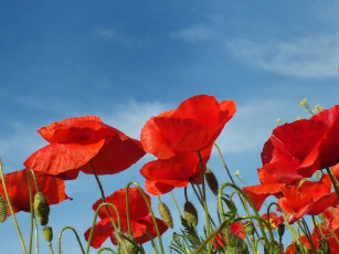 Картинка цветы маки красный