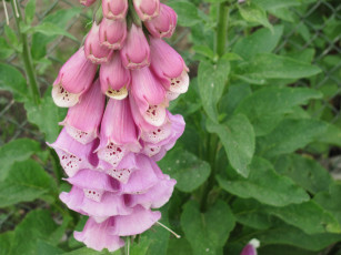 Картинка дигиталис цветы наперстянка красивый но опасный