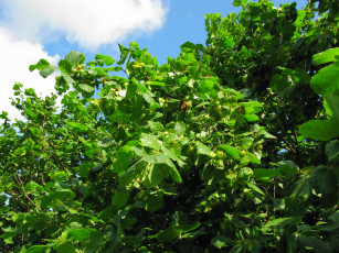 Картинка орех лещина природа деревья