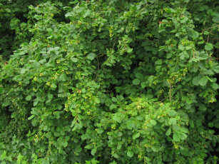 Картинка орех лещина природа деревья