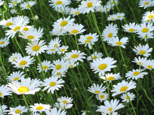 Картинка ромашки цветы цветок для гадания солнышко в серединке