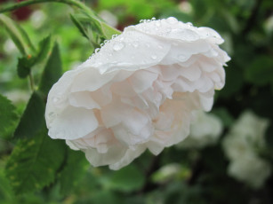 Картинка роза цветы розы