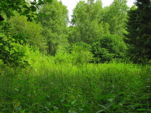 Картинка тверская обл природа лес