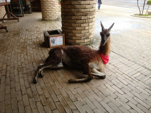 Картинка животные ламы