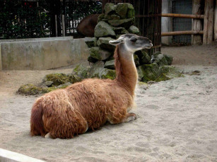 Картинка животные ламы