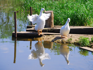 Картинка животные утки