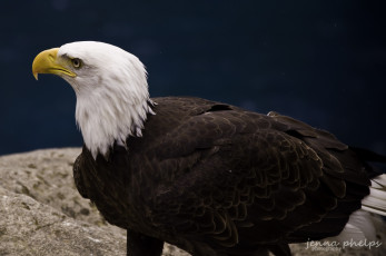 Картинка животные птицы хищники орел клюв взгляд