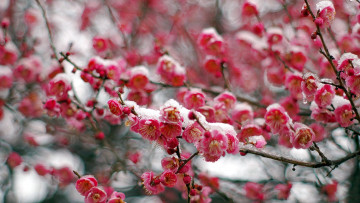 Картинка цветы цветущие деревья кустарники