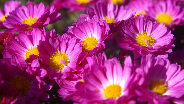 обоя цветы, хризантемы
