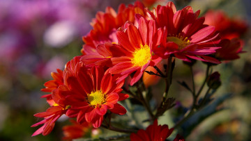 Картинка цветы хризантемы