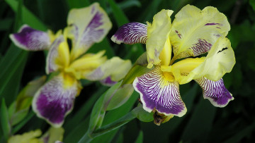 Картинка цветы ирисы