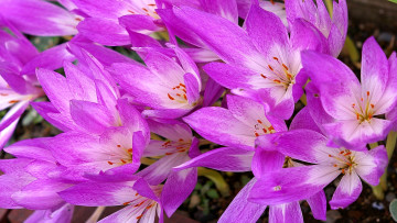 Картинка цветы крокусы cape canaveral nasa florida shuttle blast-off шаттл