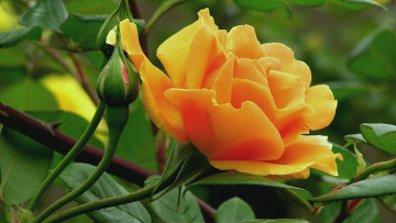 Картинка цветы розы