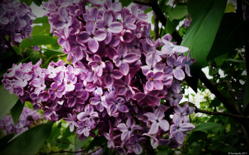 Картинка цветы сирень ветка цветение листья зелень