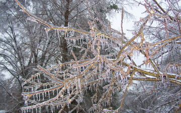 Картинка природа деревья