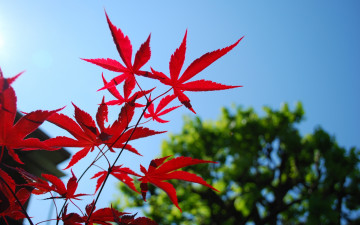 Картинка природа листья