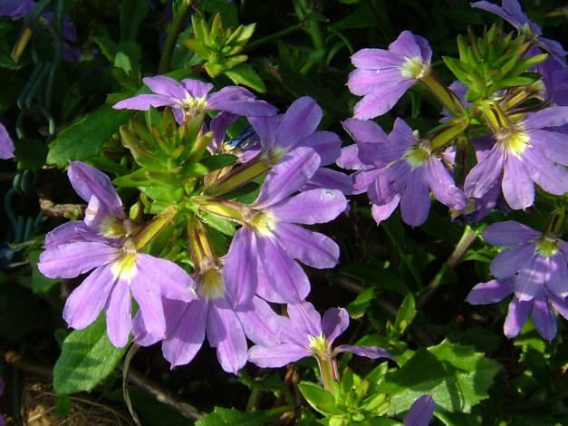 Обои картинки фото цветы, лобелии