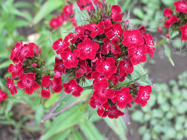 Обои картинки фото гвоздика, цветы, гвоздики, бархатный, яркий, цветок