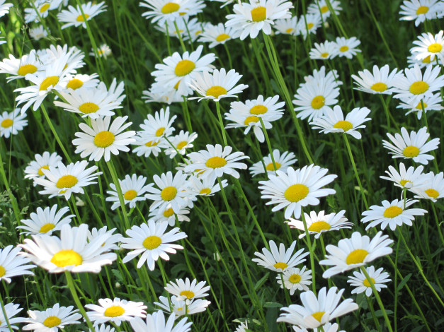 Обои картинки фото ромашки, цветы, цветок, для, гадания, солнышко, в, серединке