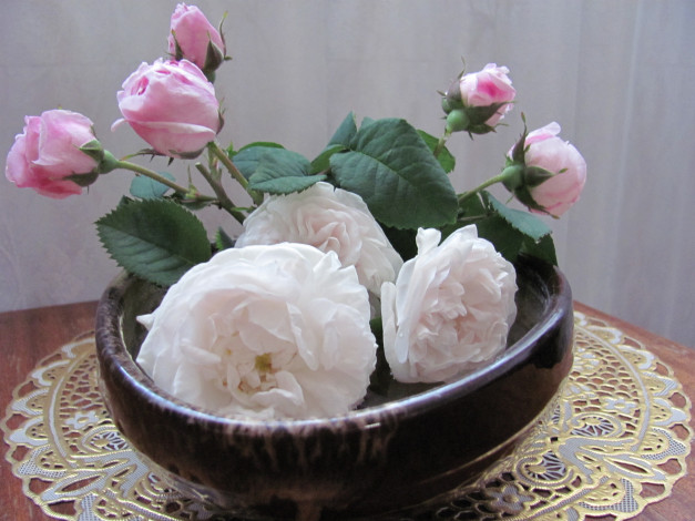 Обои картинки фото розы, цветы