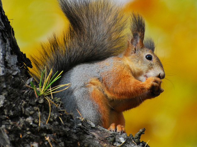 Обои картинки фото животные, белки, белочка